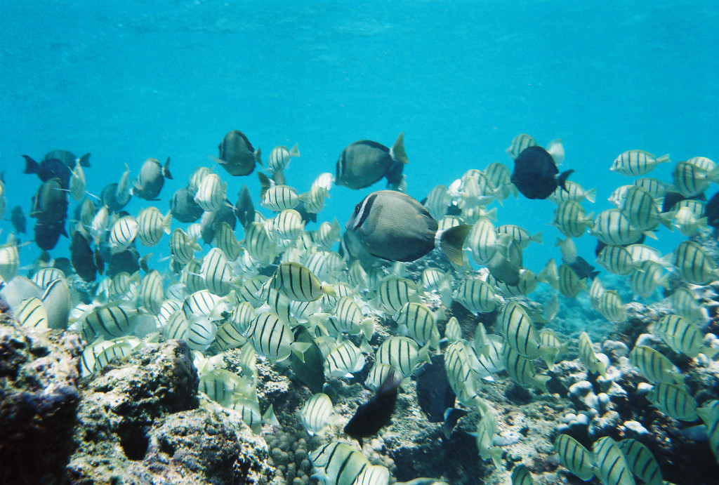 A school of bright yellow and black striped Hawaiian Tangs