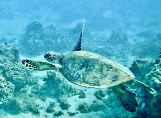 A turtle swimming freely at Koloa Landing, Kauai