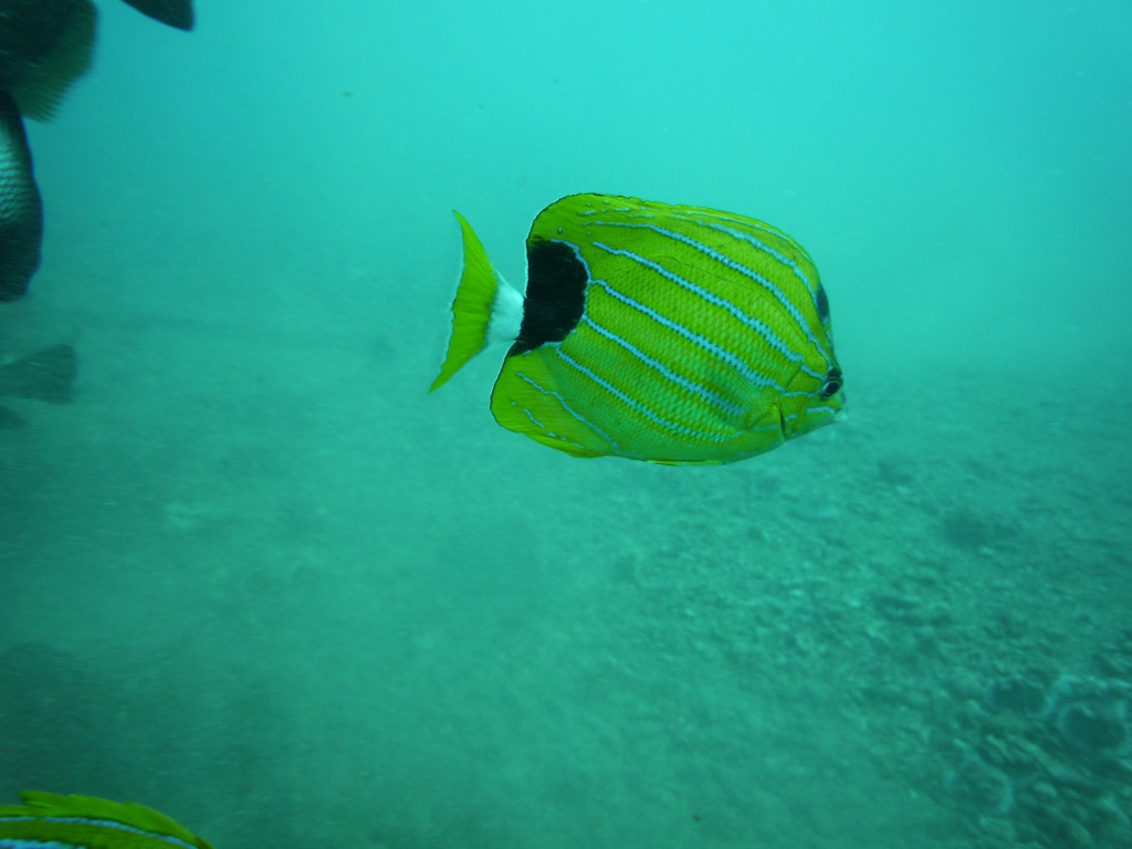 Blue stripe butterfly fish swimming lazily by.
