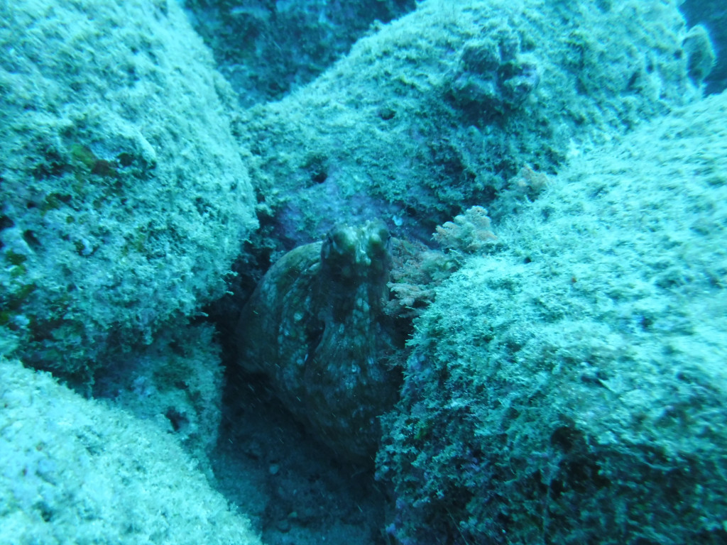 An octopus hiding between rocks.
