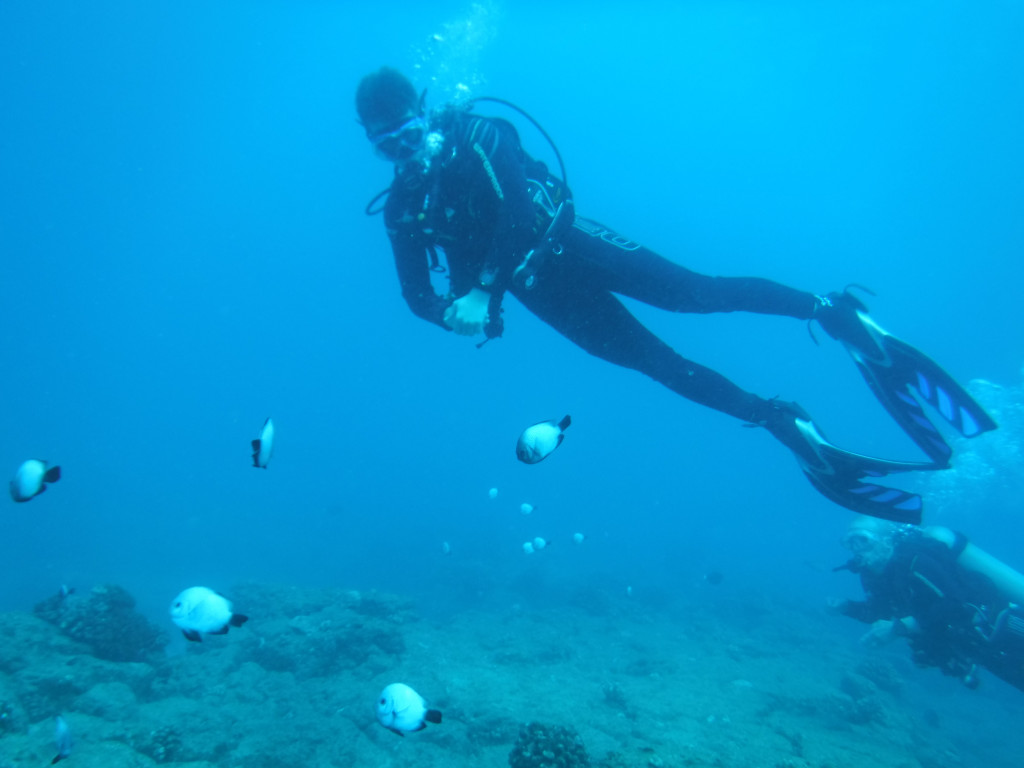 Scuba diver observing fish.
