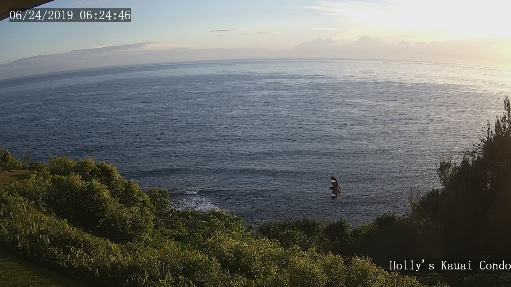 Depicts the variety of web cam's views. Web cam shows bird soaring over the ocean, in front of Hollys Kauai Condo